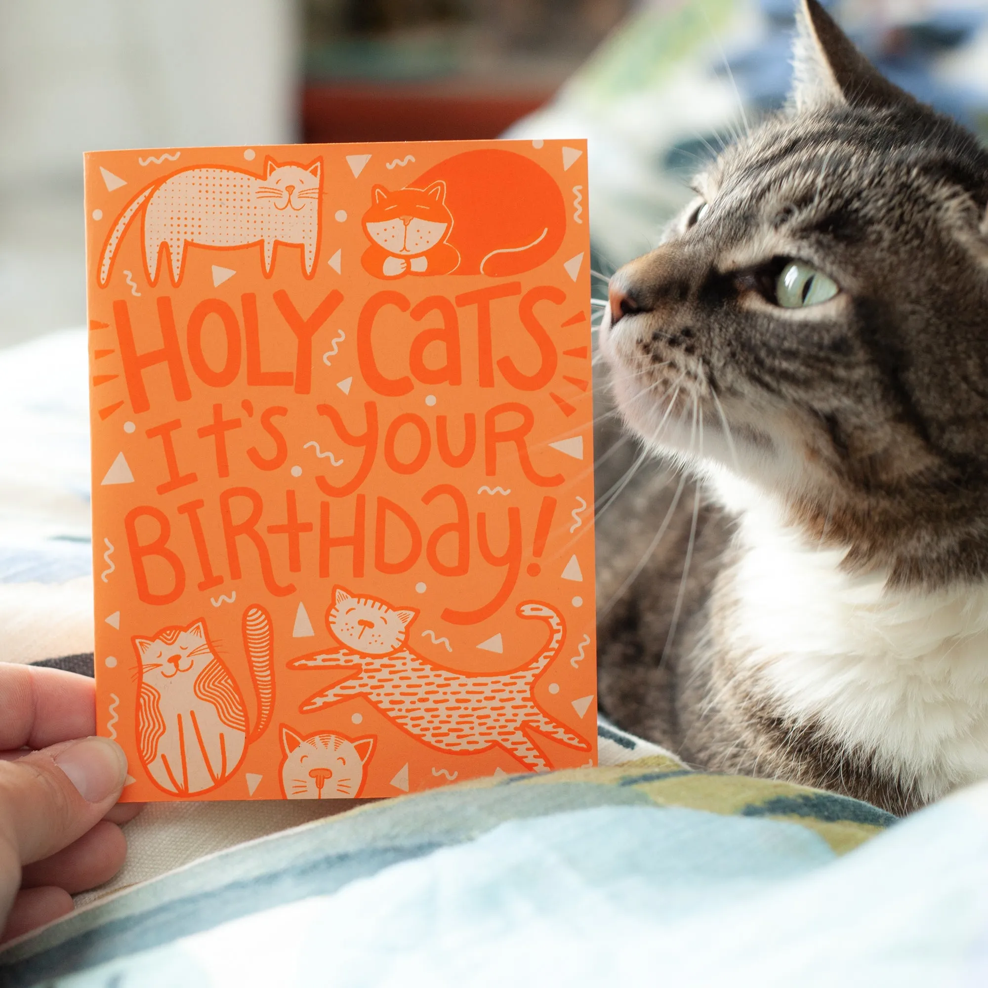 Holy Cats! Funny birthday card for a cat lover, birthday card for cat owner