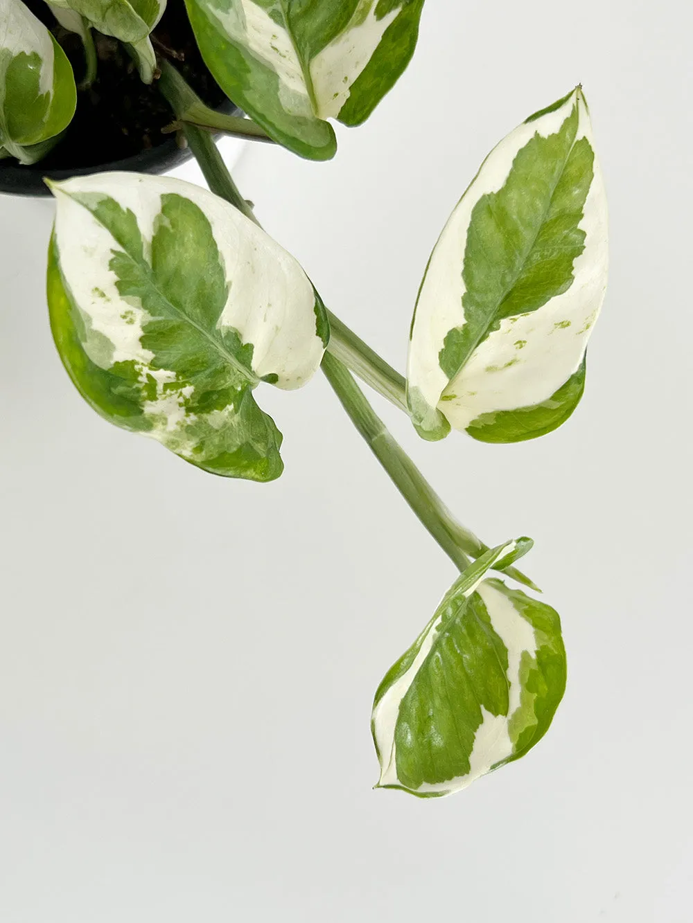 Pearls and Jade Pothos